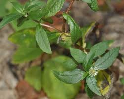 Image result for Eclipta prostrata