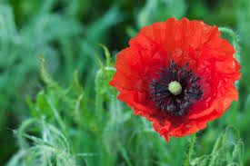 I will definitely recommend flowers by patty. Pin On In The Garden