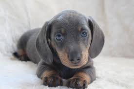 Dachshund puppies for adoption uk. Blue Mini Dachshund Puppies Kings Lynn Norfolk Pets4homes