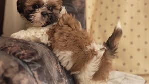 These puppies have a fun and loving temperament and they love to. Shih Tzu Puppy Dog Close Up Stock Footage Video 100 Royalty Free 1056861296 Shutterstock