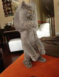 A cat with healthy and careful hair is a happy cat. Pin On Frisky Cats