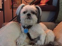 Chun hua means a spring flower. Cute Chinese Female Dog Names Colourhaze De