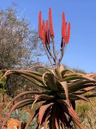 Image result for Aloe aculeata × excelsa