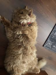 Kedi Gozu Icin Damla