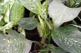 Dieffenbachia Maculata Barraquiniana Plant Leaves Plants Houseplants