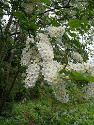 I wish i could get more information. Epingle Par Lauren Larrieu Sur Fruhling Fleurs Plante