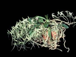 Image result for Angraecopsis gracillima