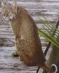 A Beautiful Creature Right Here In Leasburg Bobcat Kiawah Island South Carolina Beautiful Creature South Carolina Kiawah Island