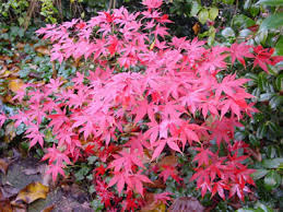 Vieni a scoprire la risposta su cruciv.it. Acero Guida Completa Alla Coltivazione