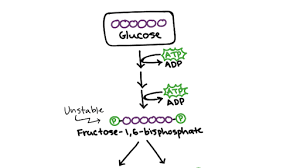 Below are 12 printable diagrams that give kids easy step by step instructions on how to draw a whole set of adorable ocean animals! Glycolysis Cellular Respiration Biology Article Khan Academy