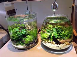 Photo Of Aqua Bonsai San Jose Ca United States Aqua Bonsai Aquariums 4345 Moorpark Ave West S Aquarium Garden Indoor Water Garden Fish Tank Terrarium