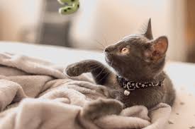 Be at least 18 years of age or have family participation. Fostering Auburn Valley Humane Society