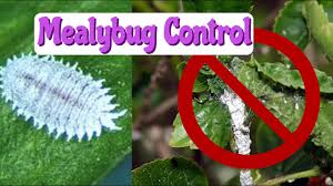 Image result for Mealybug cucumber