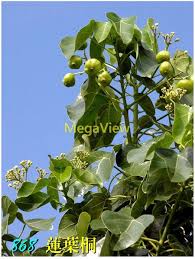 Image result for Hernandiaceae