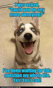 If You Only Knew I Has A Hotdog Dog Pictures Funny Pictures Of Dogs Dog Memes Puppy Pictures Doge