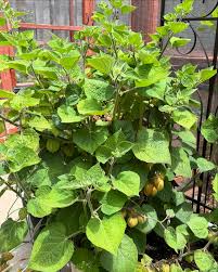 Image result for Physalis peruviana