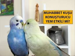 Muhabbet Kusu Konusturucu Yem Ise Yariyor Mu Youtube