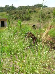 Image result for Briza minor