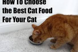 How do we rate cat food brands? Cat Food Archives Best Cat Foods Advisor