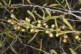 Image result for Gymnosporia matoboensis