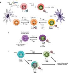 Information about gill & partners limited provided by companies house, directors records, free reports gill & partners limited company class is private method developed for evaluation of. Frontiers Cytokine Mediated Regulation Of Innate Lymphoid Cell Plasticity In Gut Mucosal Immunity Immunology