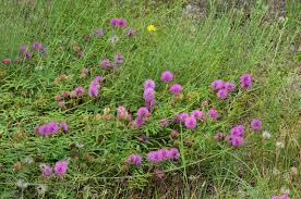 Image result for Grona setigera