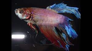 As such, if your bettas have stopped swimming, you should take a moment to find out why. My Sick Lethargic Betta Fish Not Moving And Heavily Breathing Can You Help Me Dropsy Youtube