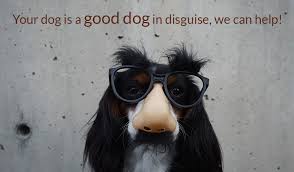 Our phoenix board and train services are ideal for puppies, dogs that need extra. Dog Obedience Trainer Phoenix Az Phoenix Dog Trainers All American K 9