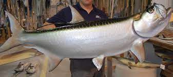 Tarpon Fishmount Mounted Fish Fish Trophy