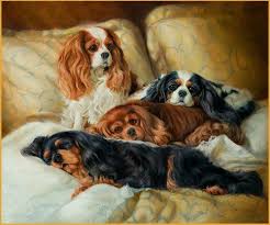 Black And Tan Cavalier With White Pin By Laura White On Dogs Cavalier King Charles Dog King Charles Dog Cavalier King Spaniel