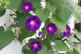 Image result for Ipomoea barteri