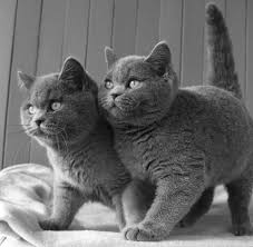 Pin On Adorable Delightful