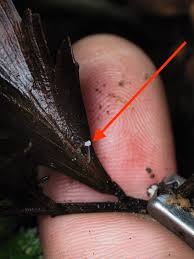 Image result for Hylebates