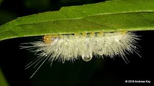 Black And Yellow Hairy Caterpillar Hairy Caterpillar