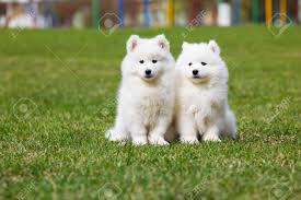 White Samoyed Puppy Dog Stock Photo Picture And Royalty Free Image Image 100060614
