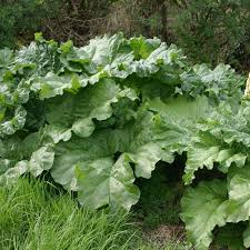 Reussir La Rhubarbe C Est Facile Purin De Rhubarbe Jardin Potager Feuille De Rhubarbe