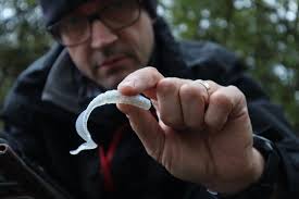 Perch fishing in coloured water