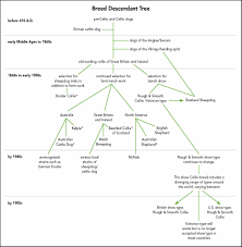 mdr1 genetic testing what you need to know todays