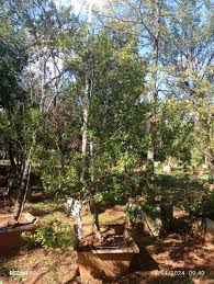 Image result for Chionanthus foveolatus