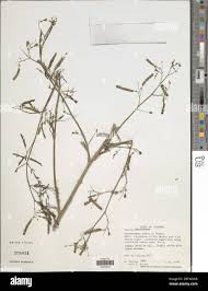 Image result for Aeschynomene schimperi