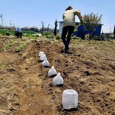 畑仕事 おしゃれまとめの人気アイデア pinterest miho 畑