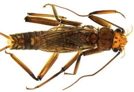 Image result for Perlidae