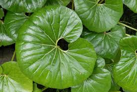 Image result for Farfugium japonicum