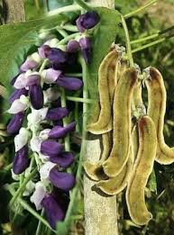 Image result for Mucuna pesa