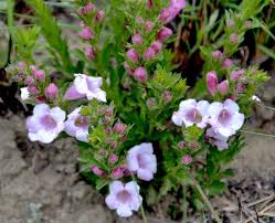 Image result for Graderia