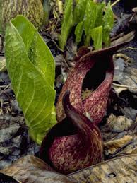 Bruised leaves present a fragrance reminiscent of skunk. Symplocarpus Foetidus Skunk Cabbage Native Plants Of North America