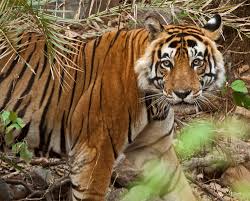 The tigress ocean had shown herself in many moods since i had found myself within reach of her claws. Should A Man Eating Tigress Be Tranquilized Or Shot Dead Sc Leaves It To Forest Dept