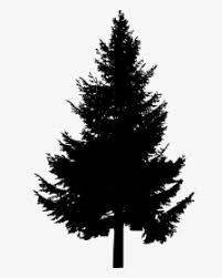 Line new year symbol abstract illustration eps10. Pine Tree Silhouette Png Images Free Transparent Pine Tree Silhouette Download Kindpng
