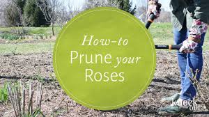 But don't let their prickly limbs and sometimes unruly growth habits intimidate you into believing this misconception. Pruning The Knock Out Family Of Roses