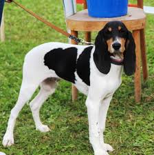 Image result for bernský honič